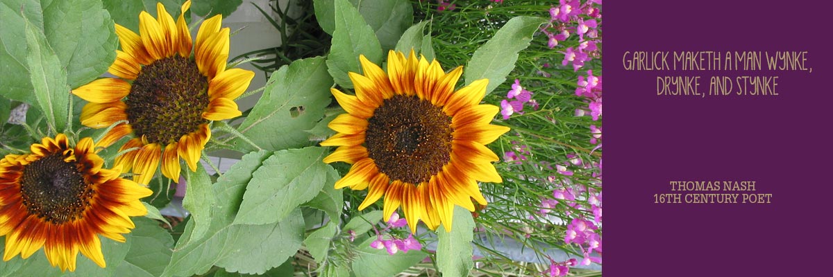 sunflowers